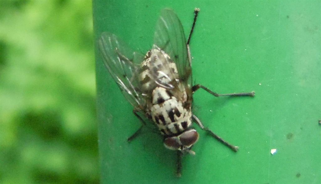 Phaonia trimaculata?
